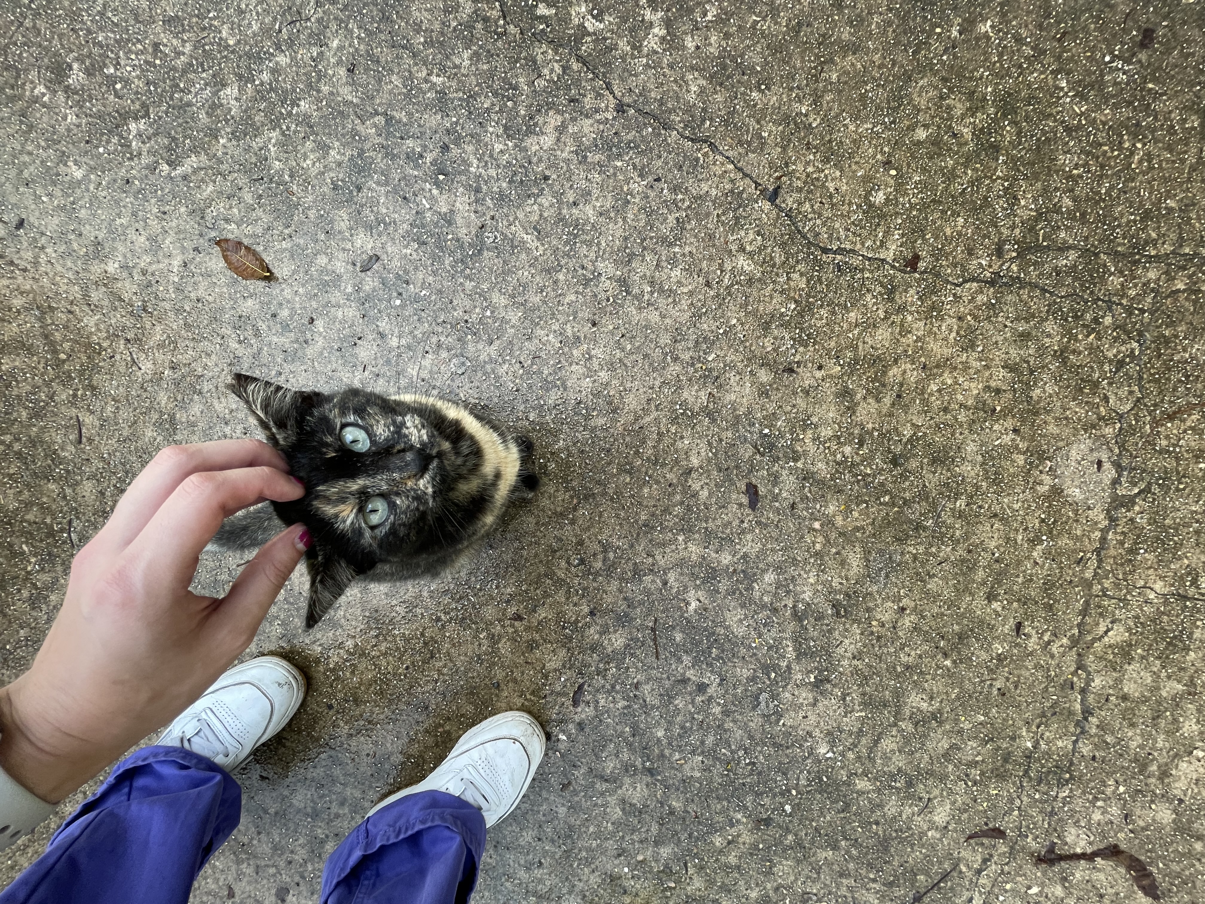 cat
